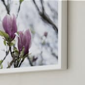 "Sugar Magnolia" - Art Print in Magnolia Pink by Karen Kaul - Frame Close-up