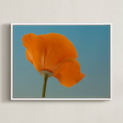 "California Poppy" - Art Print in California Poppy Orange by Elena Kulikova - Framed Canvas