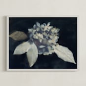 "Hortensia" - Art Print in Midnight by Courtney Crane - Framed