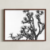 "Joshua Tree in September" - Art Print in Charcoal by Katie Doherty - Framed