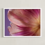 "Parrot Tulip" - Art Print in Lilac by Elena Kulikova - Framed
