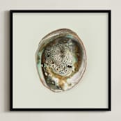 "Abalone Shell" - Art Print in Natural by Field and Sky - Framed