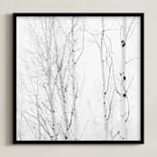 "White Aspens" - Art Print in Black and White by Jessica C Nugent - Framed