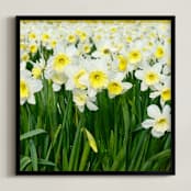 "Daffs 2" - Art Print in Daffodil yellow by Sea and Sky - Framed