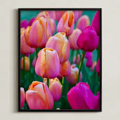 "Springtime Tulips" - Art Print in tulips pink by Sea and Sky - Framed