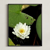 "Water Whimsy" - Art Print in Lily by Three Wings North - Framed