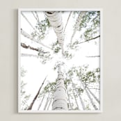 "Aspens at Altitude" - Art Print in Wonderfully White by Kaleb Nimz - Framed