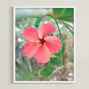 "Yucatan VIII" - Art Print in Hibiscus by Lindsay Ferraris Photography - Framed