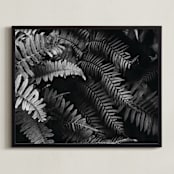 "Ferns" - Art Print in black and white by Eliane Lamb - Framed