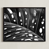 "Peek A Boo" - Art Print in black and white by Amy Chapman Braun - Framed