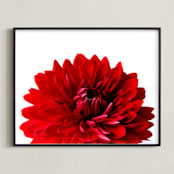 "Bold Dahlia" - Art Print in Crimson by Three Wings North - Framed