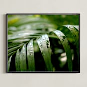 "Subdued" - Art Print in Palm by Three Wings North - Framed