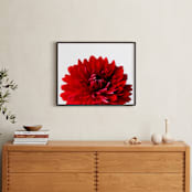 "Bold Dahlia" - Art Print in Crimson by Three Wings North - In a Room