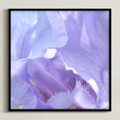 "lilac iris" - Art Print in lilac by Niki Digrigorio - Framed