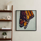 "Monarch Study #5" - Art Print in Monarch Orange by Stacy Kron - In a Room