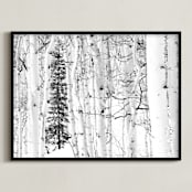 "Colorado Winter Pine" - Art Print in Black and White by Jake Belvin - Framed