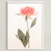 "a pink peony standing gracefully" - Art Print in vintage roseate by Qing Ji - Framed