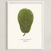 "Ficus lyrata" - Art Print in Fig Leaf Green by Andrew McClintock - Framed