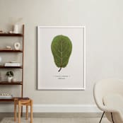 "Ficus lyrata" - Art Print in Fig Leaf Green by Andrew McClintock - In a Room