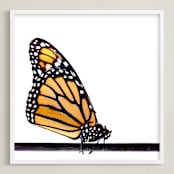 "Beautiful Butterfly" - Art Print in Monarch by Jessie Steury - Framed