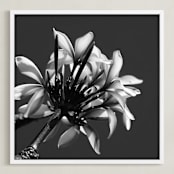 "Plumeria in the Hawaiian Sun" - Art Print in Strong Black and White by Rasa Puzinaite - Framed