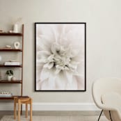 "Soft Dahlia Study 1" - Art Print in dahlia pink by Julie Blackwood - In a Room