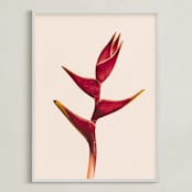 "heliconia 3" - Art Print in Heliconia by Kamala Nahas - Framed