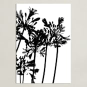 "High Drama" - Art Print in Black and White by Nadia Hassan - Unframed