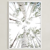 "Aspens at Altitude" - Art Print in Wonderfully White by Kaleb Nimz - Framed
