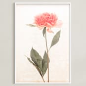 "a pink peony standing gracefully" - Art Print in vintage roseate by Qing Ji - Framed