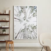 "Aspens at Altitude" - Art Print in Wonderfully White by Kaleb Nimz - In a Room