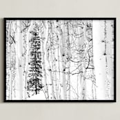 "Colorado Winter Pine" - Art Print in Black and White by Jake Belvin - Framed