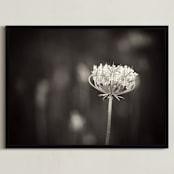"Lace Bloom" - Art Print in Black and White by Sara Heilwagen - Framed