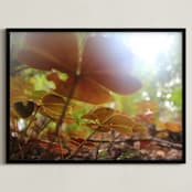 "Lost in the Redwoods" - Art Print in Red Clover by Kate Binns - Framed