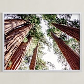 "Soaring Sequoias" - Art Print in Sequoia Green by Matthew Sampson - Framed