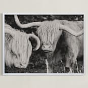 "Highland Cows" - Art Print in White by Amy Carroll - Framed