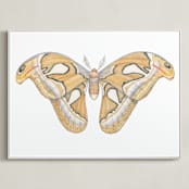 "Atlas Moth" - Art Print in soft orange by Natalie Groves - Framed Canvas