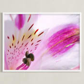"Flower10" - Art Print in soft pink by NSMARK - Framed