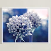 "Allium in Indigo" - Art Print in Indigo by Karen Kaul - Framed
