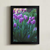 "Tulips in the Morning" - Art Print in Lavender by Vanessa Wyler - Framed