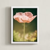 "Poppy Lit by the Sun" - Art Print in peach by Alexis Arnold - Framed Canvas
