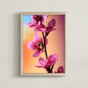"Vibrant Cherry Blossoms" - Art Print in Petal Pink by Elena Kulikova - Framed