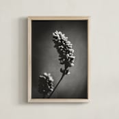 "Wild Grass Study by Stacy Kron" - Art Print in Monochrome by Stacy Kron - Framed