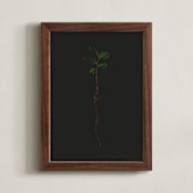 "Seedling Elm II" - Art Print in Deep Elm by Andrew McClintock - Framed