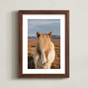 "Icelandic Horses I" - Art Print in Golden by Crystal Lynn Collins - Framed