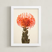 "Protea I" - Art Print in tangerine by Kamala Nahas - Framed