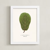 "Ficus lyrata" - Art Print in Fig Leaf Green by Andrew McClintock - Framed