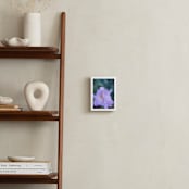 "Iris Queen" - Art Print in Lilac by Giulia Doyle - In a Room