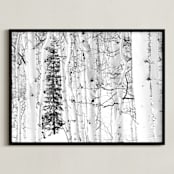 "Colorado Winter Pine" - Art Print in Black and White by Jake Belvin - Framed