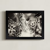 "Lionfish" - Art Print in Black and White by Sara Heilwagen - Framed